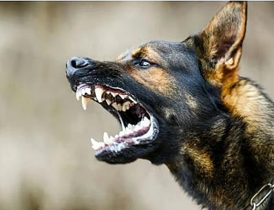 Stray dog ​​attack