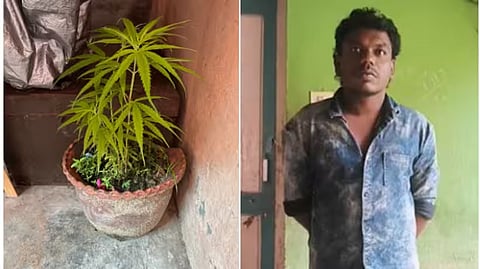 cannabis plant