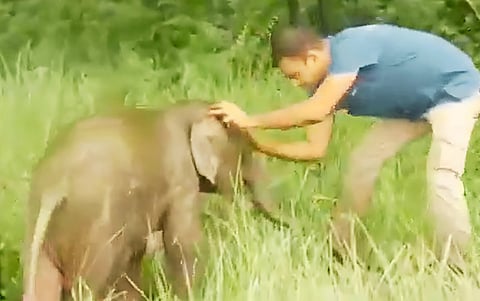 elephant