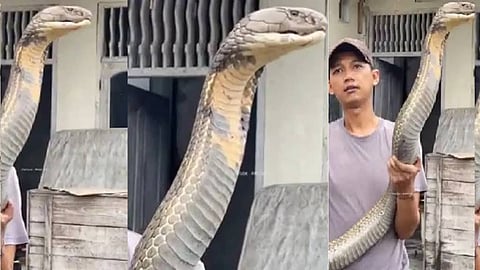 king cobra