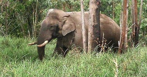 elephant 