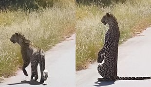 Leopard