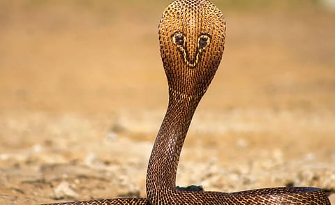 One-year-old dies tragically after being bitten by a cobra while playing in his backyard