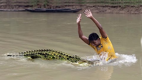 crocodile