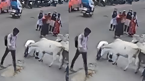 cow