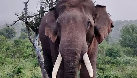 wild elephant attack