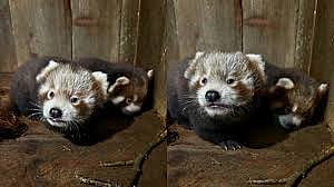 red panda cubs