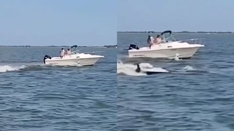 Whale hits boat