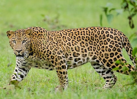 leopard