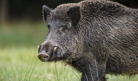 Wild boar attacked man who had gone to cut grass