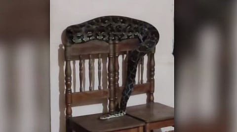 python snake