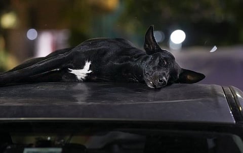 Blames the country's international reputation, Supreme Court on stray dog ​​issue