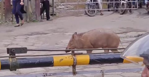 wild boar