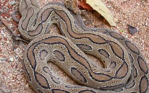 viper 