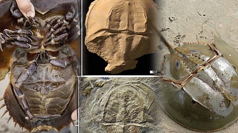 The legacy of Horseshoe Crab