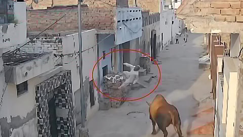 bull 