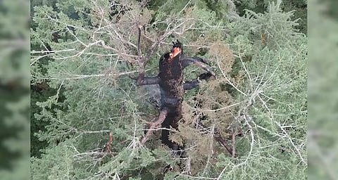 world's tallest tree 