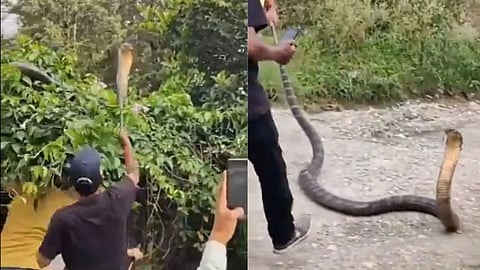 king cobra