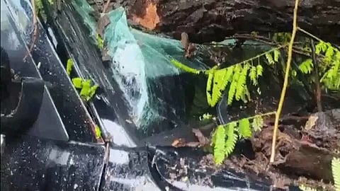 Tree falls