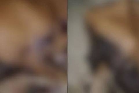 Cows : മിണ്ടാപ്രാണികളോട് കൊടും ക്രൂരത: തൊഴുത്തിൽ കെട്ടിയിരുന്ന പശുക്കളെ കുത്തി പരിക്കേൽപ്പിച്ചു, ഒരു പശു ചത്തു