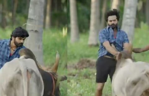 Bull : ഷൂട്ടിങ്ങിനിടെ കാള ആക്രമിച്ചു : നടൻ അശോക് കുമാറിന് പരിക്കേറ്റു