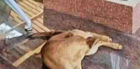 Stray dog : അങ്ങാടിപ്പുറം റെയിൽവേ സ്റ്റേഷൻ തെരുവ് നായ ആക്രമണ ഭീതിയിൽ