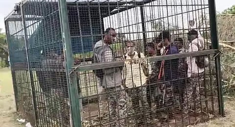 Tiger : 'കടുവയെവിടെ ?': രോഷാകുലരായ ഗ്രാമവാസികൾ 7 വനംവകുപ്പ് ഉദ്യോഗസ്ഥരെ കടുവ കൂട്ടിൽ പൂട്ടിയിട്ടു