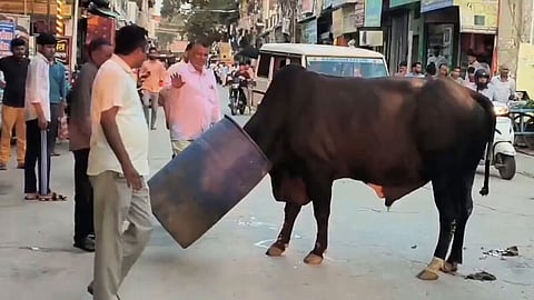  bull trapped in a drum