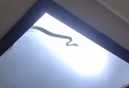 cobra trapped 