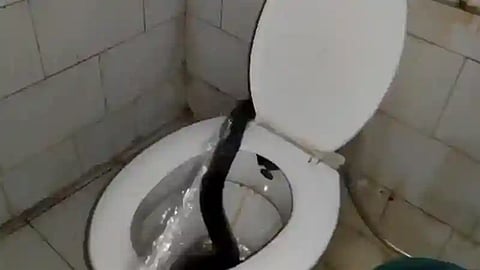  Cobra in PG hostel