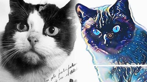 Félicette, The Whiskered Star of Space