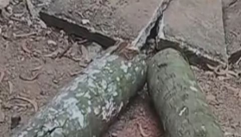 Coconut tree : വിശ്രമത്തിനിടെ തെങ്ങ് കടപുഴകി തലയിലേക്ക് വീണു: 2 തൊഴിലുറപ്പ് തൊഴിലാളികൾക്ക് ദാരുണാന്ത്യം