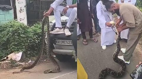  pythons and a cobra being used to make reels