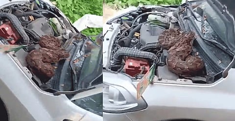 python from car bonnet 