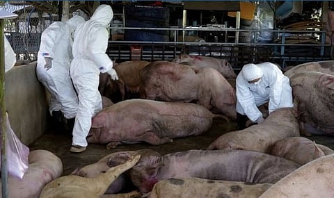 African swine fever
