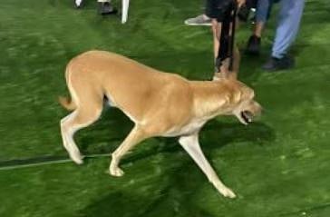 Stray dogs : ഡൽഹിയിലെ പാരാ അത്‌ലറ്റിക്സ് ചാമ്പ്യൻഷിപ്പിന് എത്തിയ 2 വിദേശ പരിശീലകരെ തെരുവ് നായ്ക്കൾ കടിച്ചു, ആശങ്ക