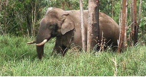 elephant attack