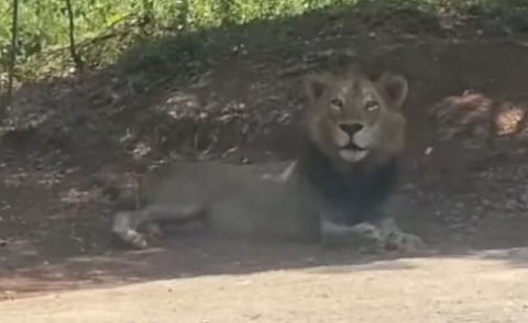Lion : നടൻ ശിവകാർത്തികേയൻ ദത്തെടുത്ത വണ്ടല്ലൂർ മൃഗശാലയിലെ സിംഹത്തെ കാണാതായി : തിരച്ചിൽ