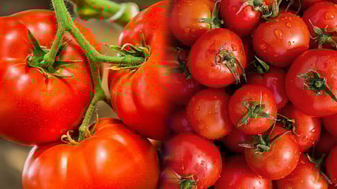 Tomatoes Were Once Considered to be Poisonous