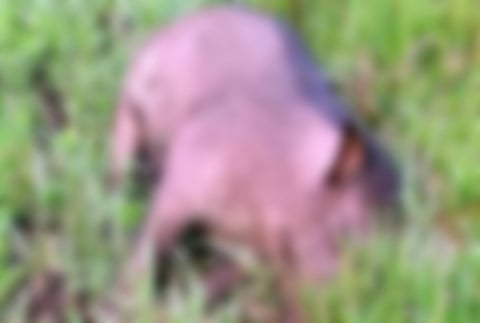 Wild boars : മലപ്പുറത്ത് കാട്ടുപന്നികൾ കൂട്ടത്തോടെ ചാകുന്നതിന് കാരണം വൈറസ് ബാധയോ ? : ജനവാസ മേഖലയിൽ കണ്ടെത്തിയത് 40ഓളം ജഡങ്ങൾ!