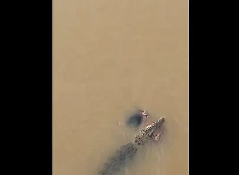 നദിക്കരയില്‍ തുണി അലക്കുന്നതിനിടെ മുതലയുടെ ആക്രമണം: ഒഡിഷയിൽ 57കാരി കൊല്ലപ്പെട്ടു, നടുക്കുന്ന ദൃശ്യങ്ങൾ വൈറൽ | Crocodile attack
