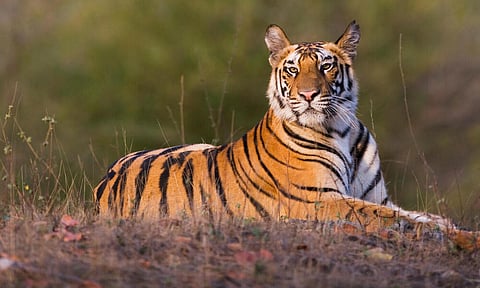 Tiger found