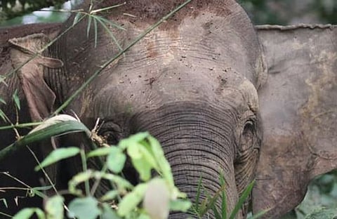 Wild elephant : വീണ്ടും ജീവനെടുത്ത് കാട്ടാന : രക്ഷപ്പെടാൻ ശ്രമിക്കുന്നതിനിടെ വാൽപ്പാറയിൽ രണ്ടര വയസുകാരിക്കും മുത്തശ്ശിക്കും ദാരുണാന്ത്യം
