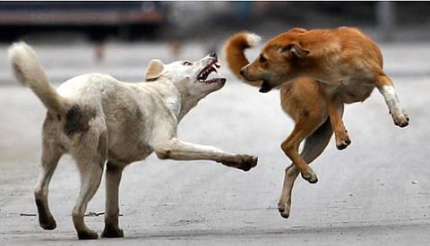stray dog attack