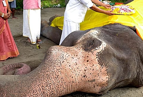 Elephant : 'രാസ പരിശോധന ഫലം വരട്ടെ': കൊമ്പൻ ഗോകുൽ ചരിഞ്ഞ സംഭവത്തിൽ വനംവകുപ്പ്