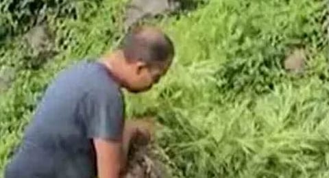 Cannabis : 60 സെൻ്റിൽ 10,000 കഞ്ചാവ് ചെടികള്‍: അട്ടപ്പാടിയിൽ വൻ കഞ്ചാവ് വേട്ട
