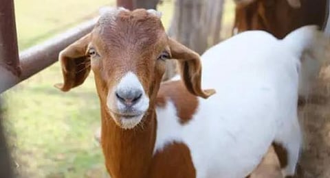 rabbies