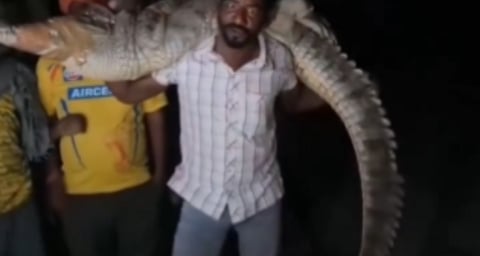 മുതലയെ തോളിലേറ്റി 'കടുവ': വീടിനുള്ളിൽ കയറിയ 80 കിലോ ഭാരമുള്ള ഭീമൻ മുതലയെ രക്ഷപ്പെടുത്തി യുവാവ്; വീഡിയോ വൈറൽ | Viral Video