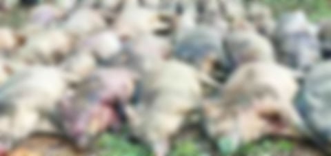 Wild boar : കാളികാവിൽ ഒരു ദിവസം കൊണ്ട് വെടിവച്ച് കൊന്നത് ജനവാസ മേഖലയിൽ ഇറങ്ങിയ 36 കാട്ടുപന്നികളെ