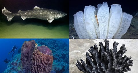  Animals with the longest lifespans
